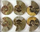 Lot: - Cut Ammonite Pairs (Grade B/C) - Pairs #77328-4